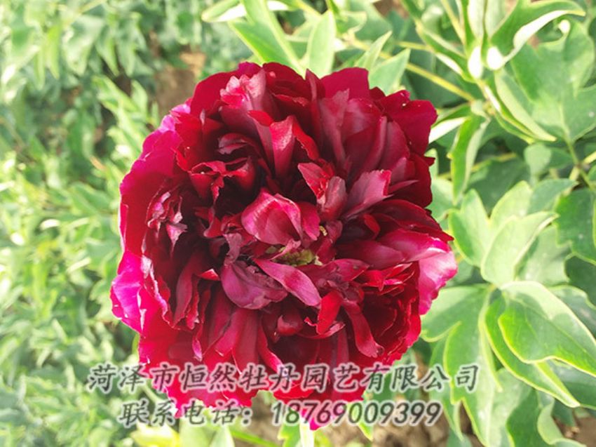 點(diǎn)擊查看詳細(xì)信息<br>標(biāo)題：紅色牡丹 閱讀次數(shù)：1002