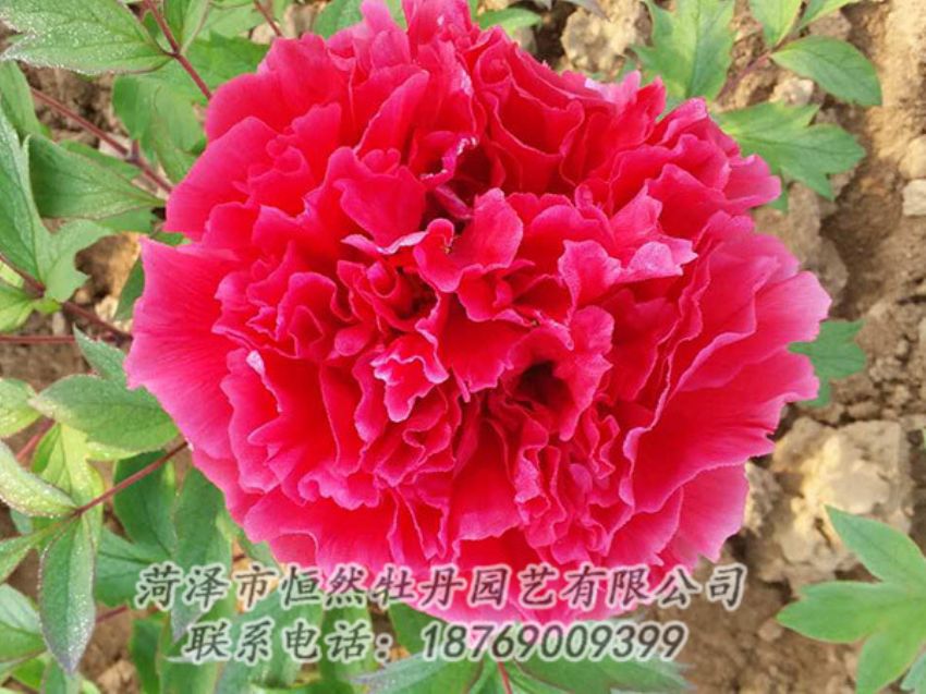 點(diǎn)擊查看詳細(xì)信息<br>標(biāo)題：紅色牡丹 閱讀次數(shù)：1119