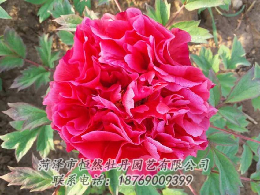 點(diǎn)擊查看詳細(xì)信息<br>標(biāo)題：紅色牡丹 閱讀次數(shù)：1959