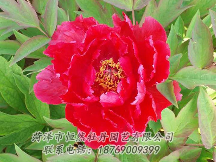 點(diǎn)擊查看詳細(xì)信息<br>標(biāo)題：紅色牡丹 閱讀次數(shù)：1156
