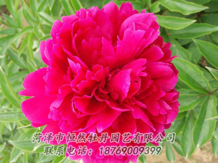 點(diǎn)擊查看詳細(xì)信息<br>標(biāo)題：紅色芍藥 閱讀次數(shù)：1038