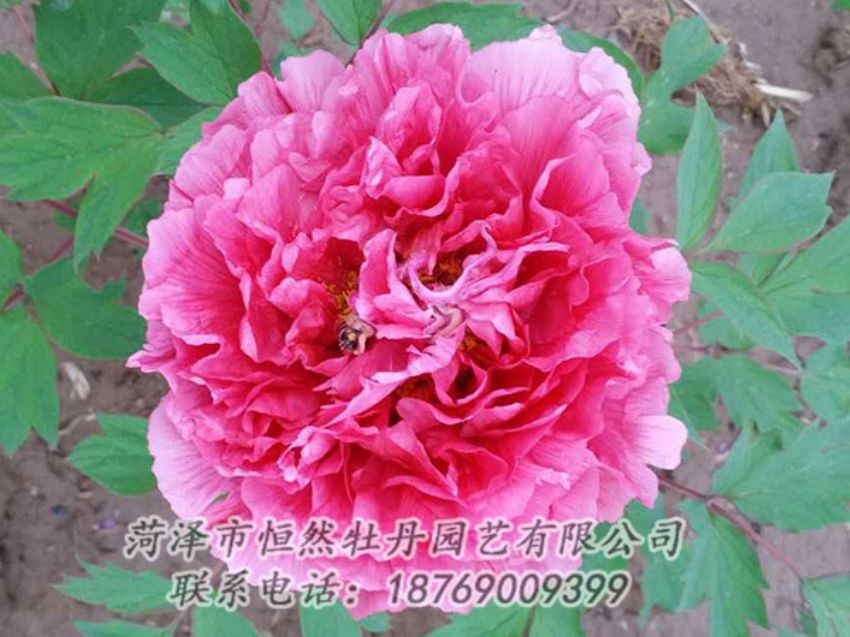 點(diǎn)擊查看詳細(xì)信息<br>標(biāo)題：紅色牡丹 閱讀次數(shù)：2029