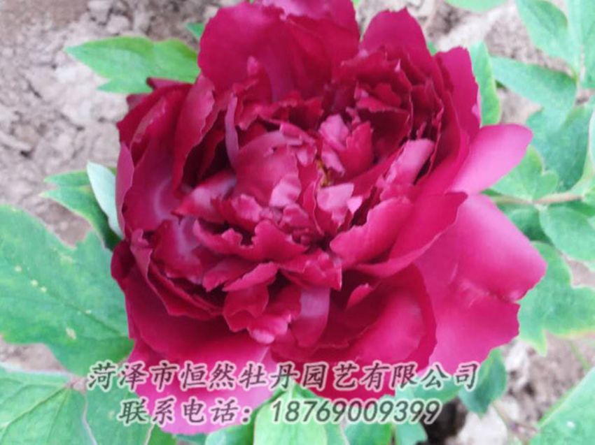 點(diǎn)擊查看詳細(xì)信息<br>標(biāo)題：紅色牡丹 閱讀次數(shù)：1362