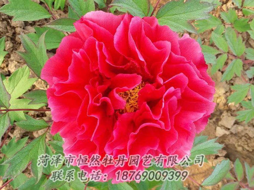 點(diǎn)擊查看詳細(xì)信息<br>標(biāo)題：紅色牡丹 閱讀次數(shù)：1198