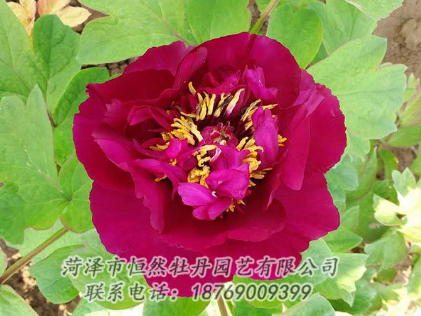 點(diǎn)擊查看詳細(xì)信息<br>標(biāo)題：紅色牡丹 閱讀次數(shù)：1930