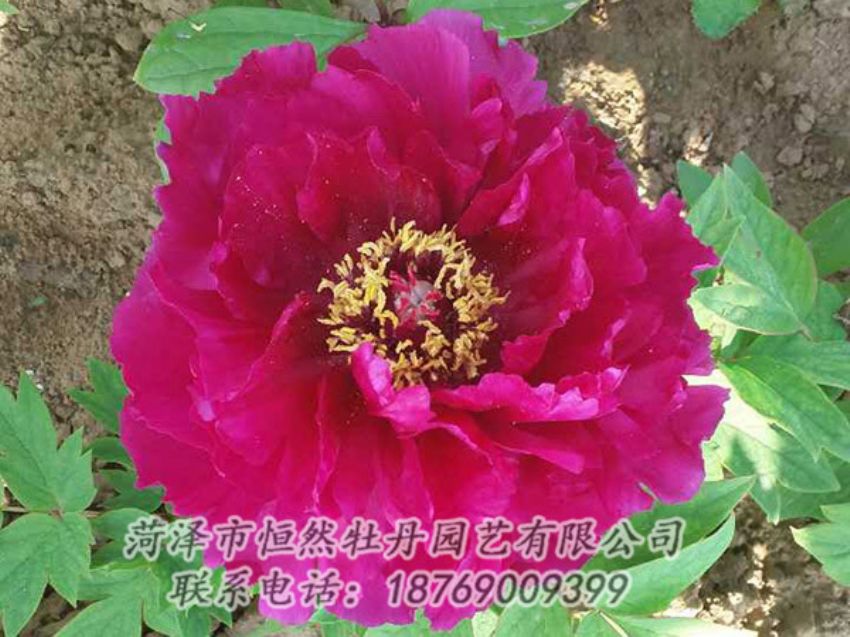 點(diǎn)擊查看詳細(xì)信息<br>標(biāo)題：紅色牡丹 閱讀次數(shù)：1309