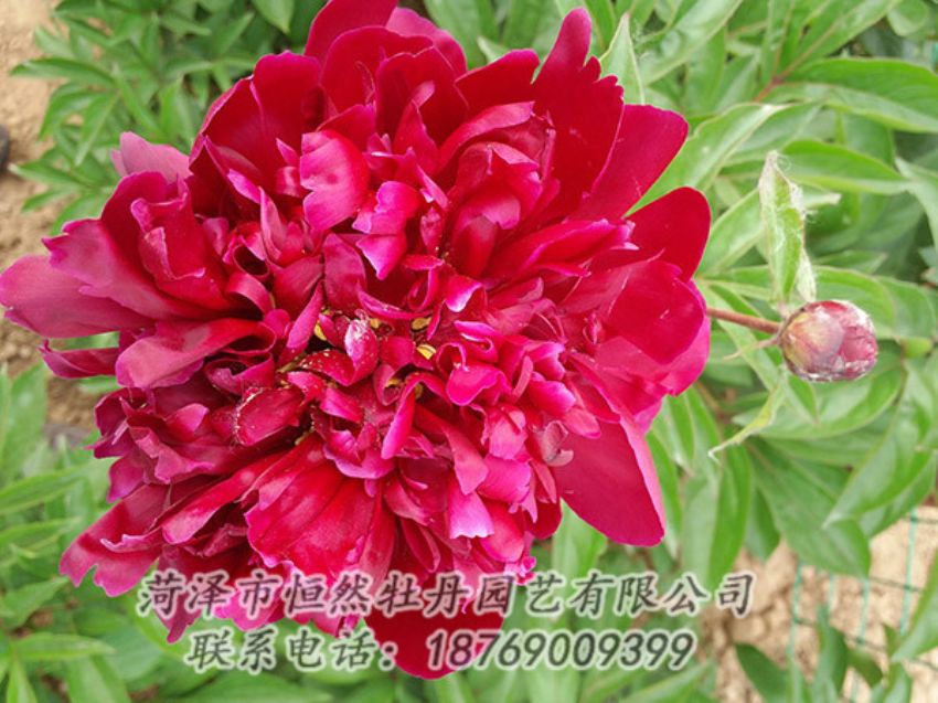 點(diǎn)擊查看詳細(xì)信息<br>標(biāo)題：紅色芍藥 閱讀次數(shù)：1074