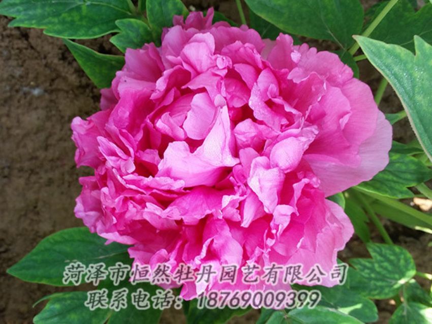 點(diǎn)擊查看詳細(xì)信息<br>標(biāo)題：紅色牡丹 閱讀次數(shù)：2148