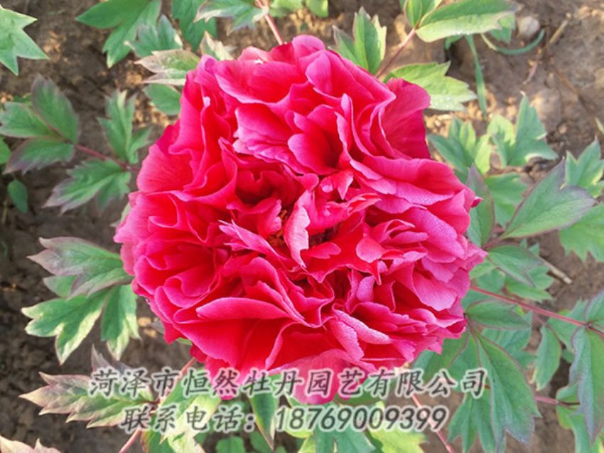 點(diǎn)擊查看詳細(xì)信息<br>標(biāo)題：紅色牡丹 閱讀次數(shù)：1302