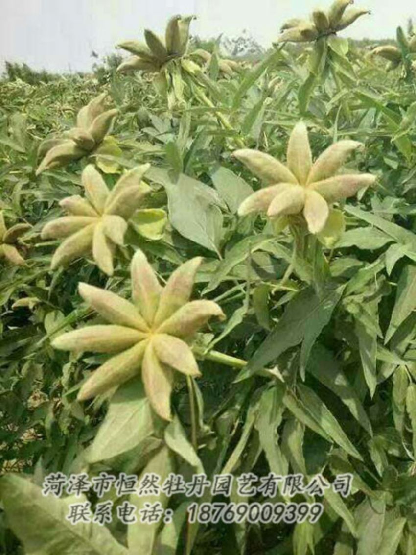 點擊查看詳細(xì)信息<br>標(biāo)題：油用牡丹 閱讀次數(shù)：1277