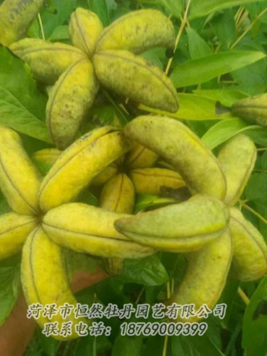 點擊查看詳細(xì)信息<br>標(biāo)題：油用牡丹 閱讀次數(shù)：1317