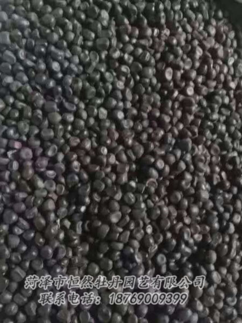 點擊查看詳細信息<br>標題：油用牡丹 閱讀次數(shù)：1240