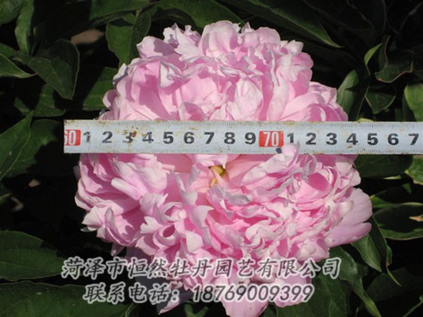 點(diǎn)擊查看詳細(xì)信息<br>標(biāo)題：桃面爭春 閱讀次數(shù)：1251