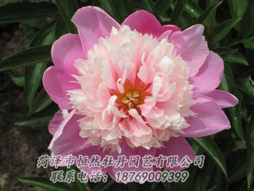 點(diǎn)擊查看詳細(xì)信息<br>標(biāo)題：蓮花臺(tái) 閱讀次數(shù)：2090