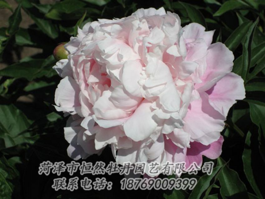 點擊查看詳細(xì)信息<br>標(biāo)題：粉玉樓 閱讀次數(shù)：1220