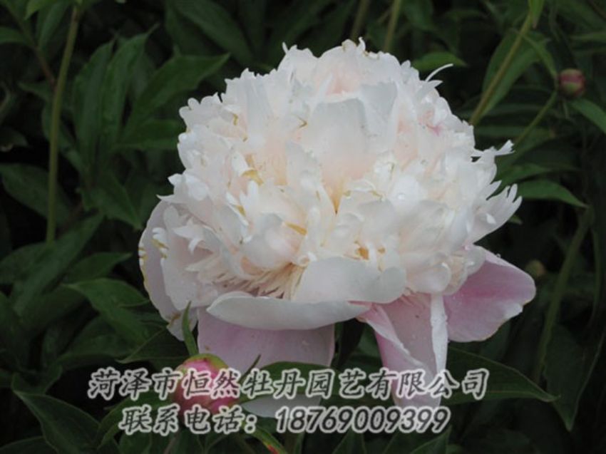 點擊查看詳細(xì)信息<br>標(biāo)題：粉池滴翠 閱讀次數(shù)：1270