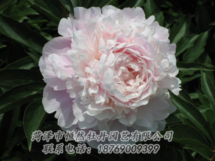 點擊查看詳細(xì)信息<br>標(biāo)題：遲粉 閱讀次數(shù)：1254