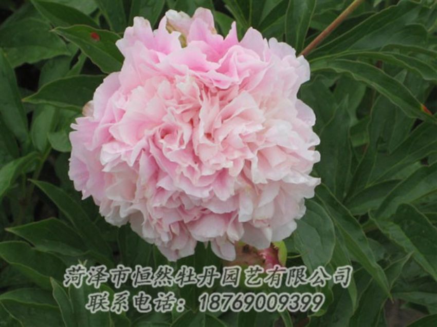 點擊查看詳細(xì)信息<br>標(biāo)題：粉面桃花 閱讀次數(shù)：1324