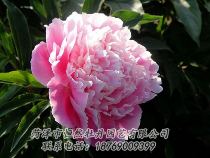 點(diǎn)擊查看詳細(xì)信息<br>標(biāo)題：粉色芍藥 閱讀次數(shù)：2111