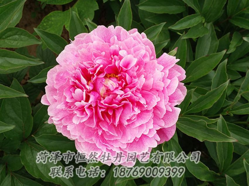 點擊查看詳細(xì)信息<br>標(biāo)題：粉色芍藥 閱讀次數(shù)：1201