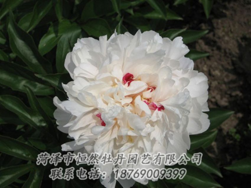 點擊查看詳細信息<br>標(biāo)題：雪原紅星 閱讀次數(shù)：1477