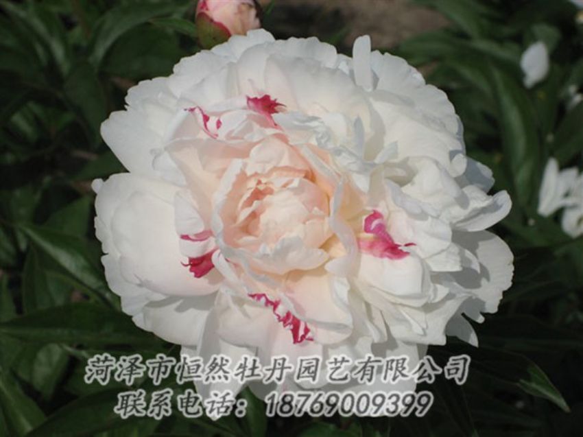 點擊查看詳細信息<br>標(biāo)題：五花龍玉 閱讀次數(shù)：1242