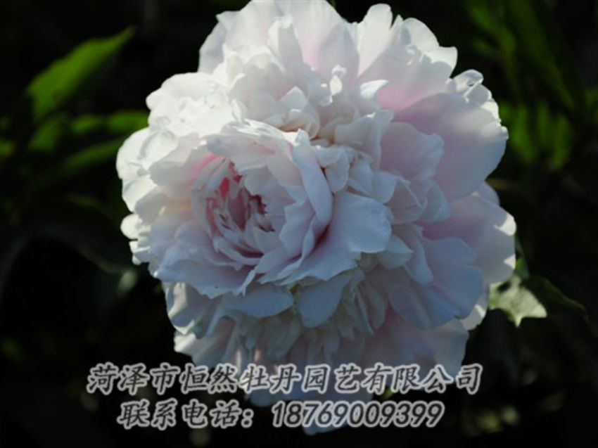 點擊查看詳細(xì)信息<br>標(biāo)題：粉色芍藥 閱讀次數(shù)：1180