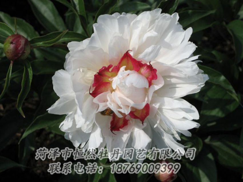 點(diǎn)擊查看詳細(xì)信息<br>標(biāo)題：無(wú)花龍玉 閱讀次數(shù)：2103