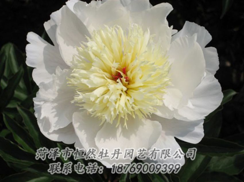 點擊查看詳細信息<br>標(biāo)題：金簪刺玉 閱讀次數(shù)：1278