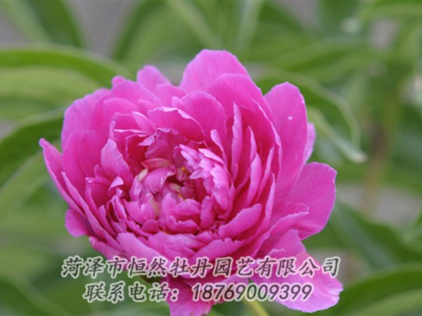 點擊查看詳細信息<br>標題：紅茶花 閱讀次數(shù)：1047