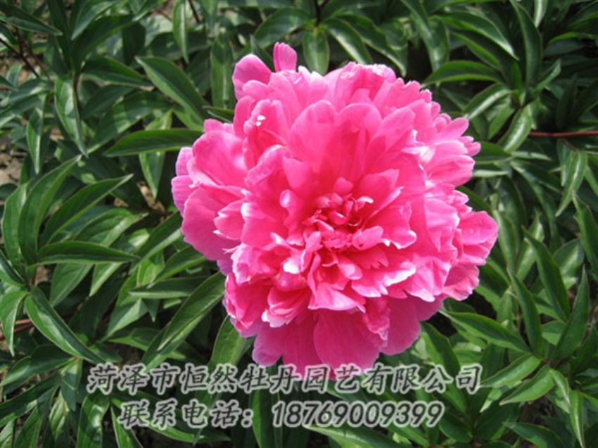 點(diǎn)擊查看詳細(xì)信息<br>標(biāo)題：富貴紅 閱讀次數(shù)：1016