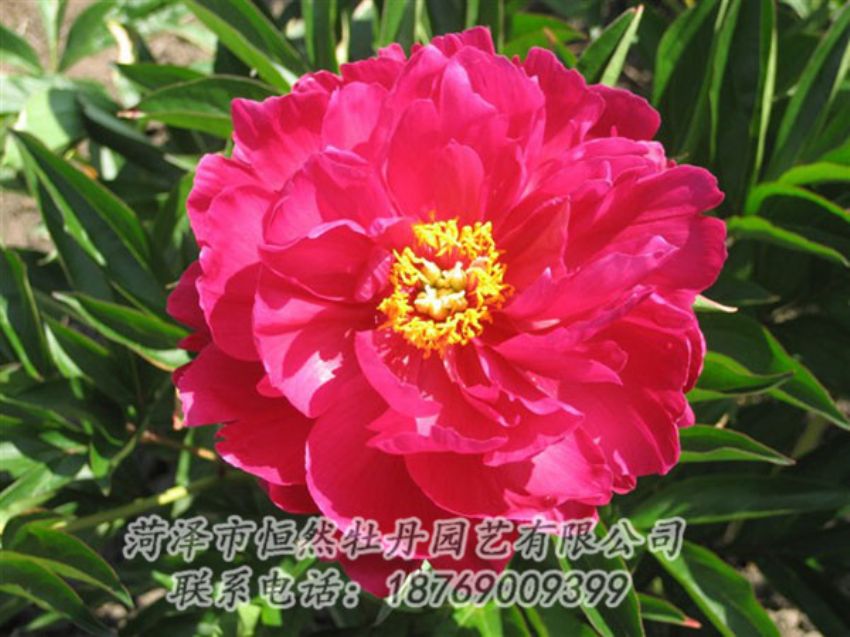 點(diǎn)擊查看詳細(xì)信息<br>標(biāo)題：大紅赤金 閱讀次數(shù)：1099