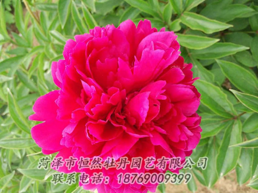 點(diǎn)擊查看詳細(xì)信息<br>標(biāo)題：紅色芍藥 閱讀次數(shù)：1040