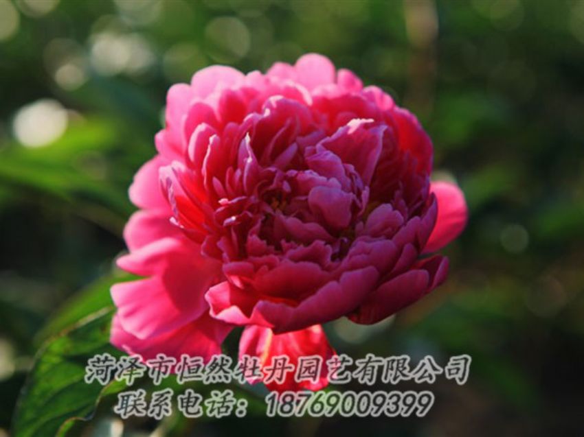 點(diǎn)擊查看詳細(xì)信息<br>標(biāo)題：大紅赤金 閱讀次數(shù)：1075