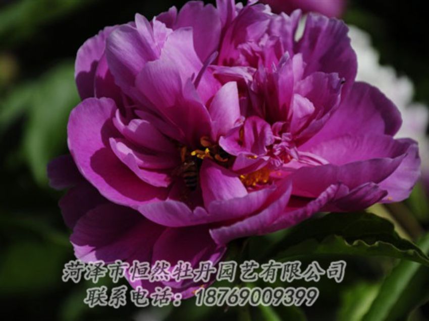 點(diǎn)擊查看詳細(xì)信息<br>標(biāo)題：紫凌 閱讀次數(shù)：1189