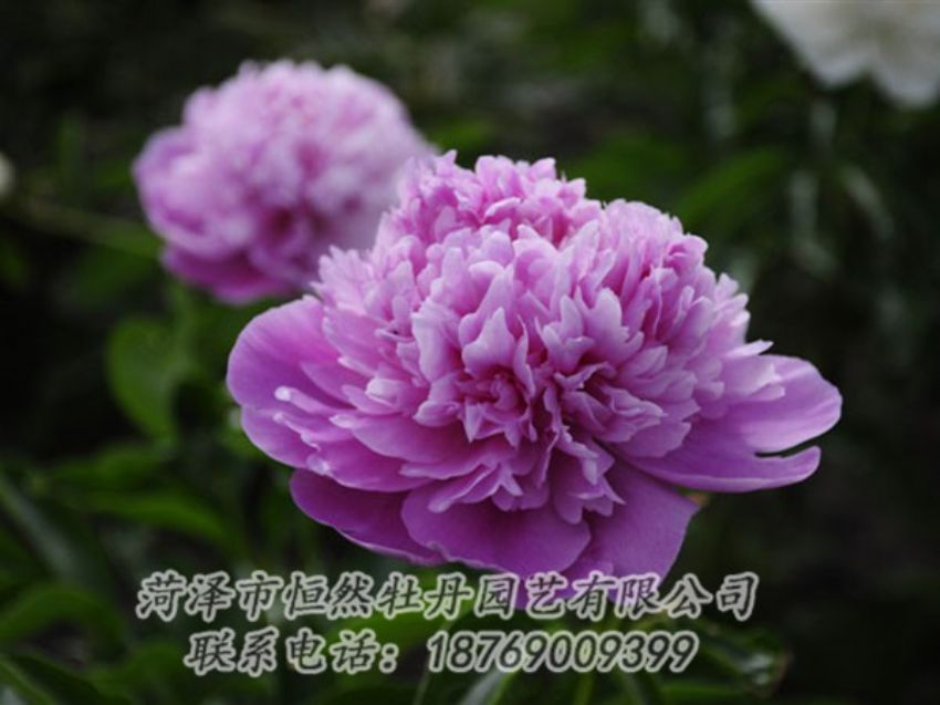 點(diǎn)擊查看詳細(xì)信息<br>標(biāo)題：紫色芍藥 閱讀次數(shù)：2113