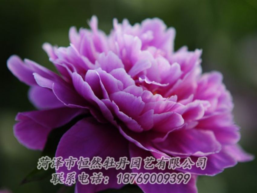 點(diǎn)擊查看詳細(xì)信息<br>標(biāo)題：紫色芍藥 閱讀次數(shù)：2121