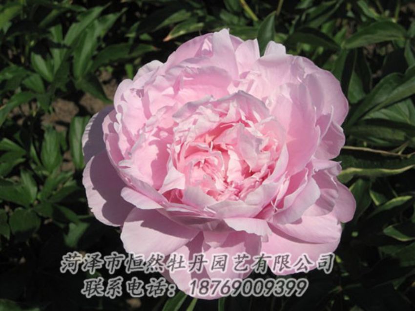 點(diǎn)擊查看詳細(xì)信息<br>標(biāo)題：藍(lán)田碧玉 閱讀次數(shù)：2328