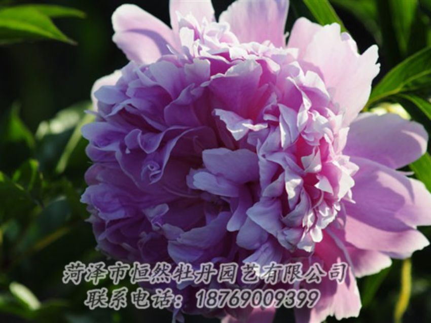 點(diǎn)擊查看詳細(xì)信息<br>標(biāo)題：藍(lán)菊 閱讀次數(shù)：1254