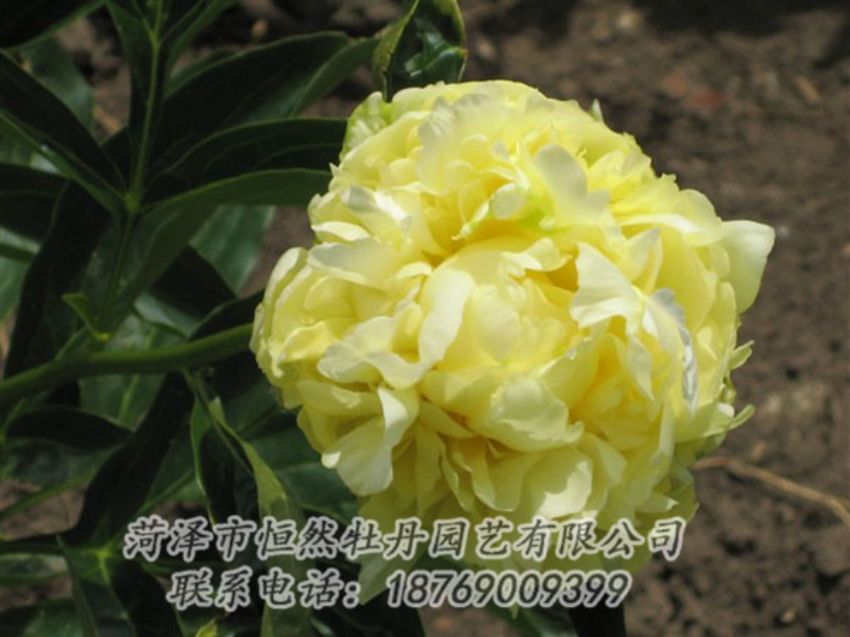 點(diǎn)擊查看詳細(xì)信息<br>標(biāo)題：黃色芍藥 閱讀次數(shù)：2027