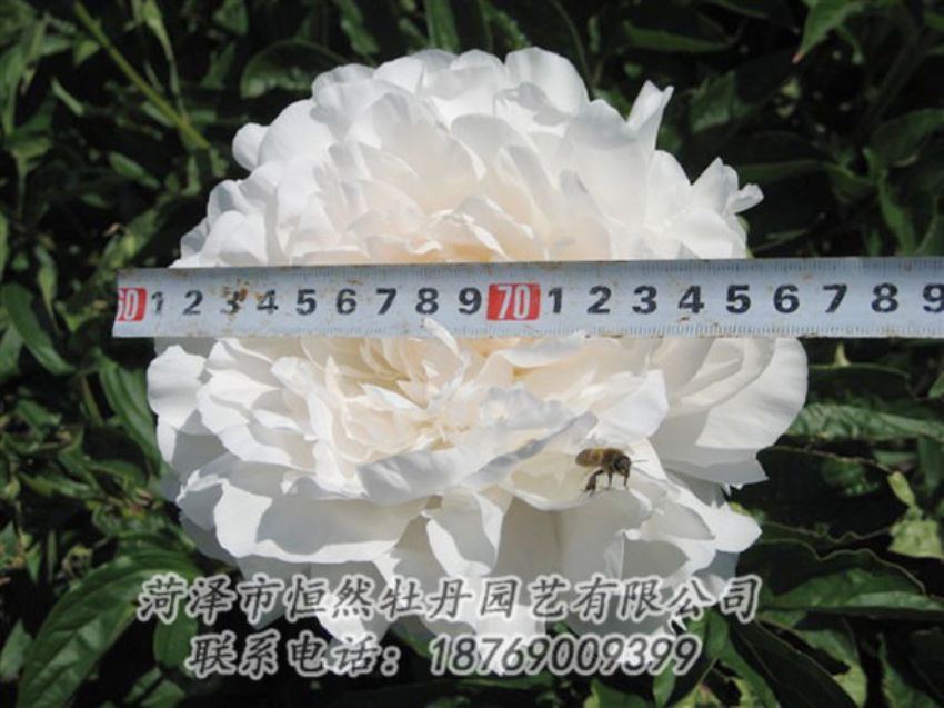 點(diǎn)擊查看詳細(xì)信息<br>標(biāo)題：楊妃出浴 閱讀次數(shù)：1277