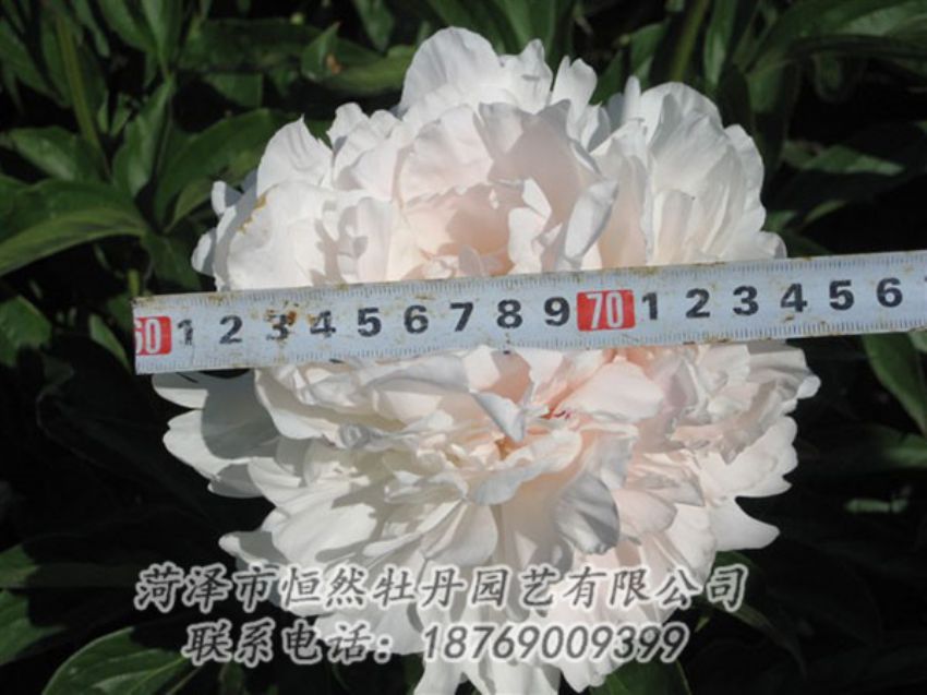 點(diǎn)擊查看詳細(xì)信息<br>標(biāo)題：雪峰 閱讀次數(shù)：1150