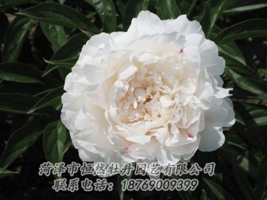 點(diǎn)擊查看詳細(xì)信息<br>標(biāo)題：娃娃面 閱讀次數(shù)：1938