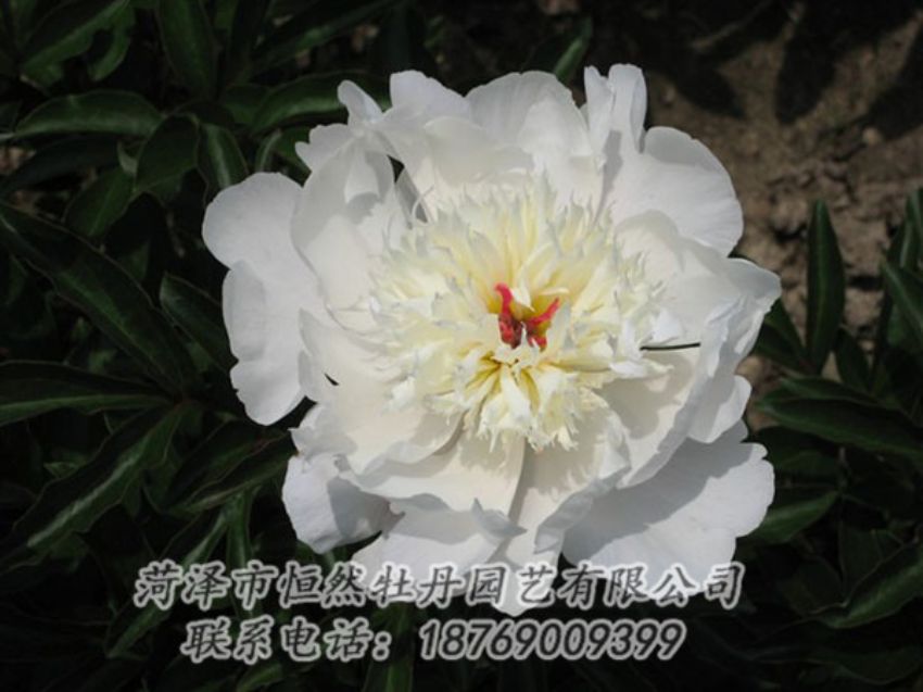 點(diǎn)擊查看詳細(xì)信息<br>標(biāo)題：凌花晨浴 閱讀次數(shù)：1257