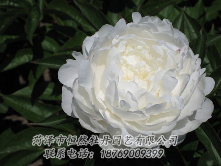 點(diǎn)擊查看詳細(xì)信息<br>標(biāo)題：白玉盤 閱讀次數(shù)：1198