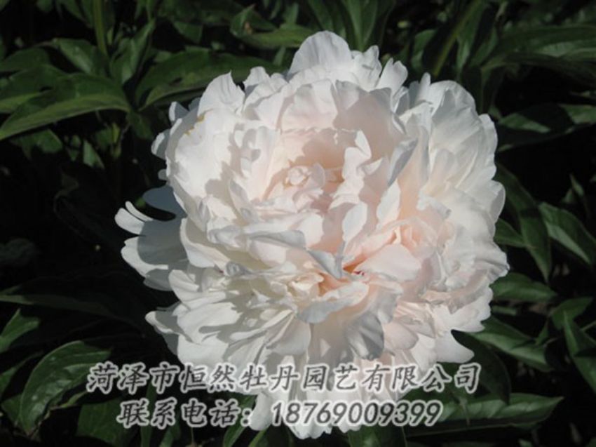 點(diǎn)擊查看詳細(xì)信息<br>標(biāo)題：白玉樓 閱讀次數(shù)：2198