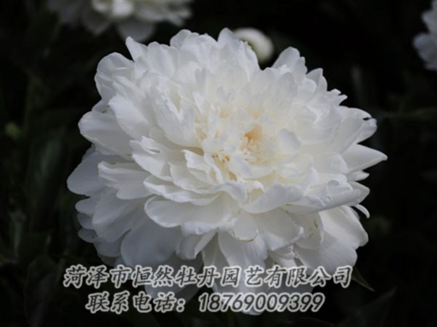 點(diǎn)擊查看詳細(xì)信息<br>標(biāo)題：白色 閱讀次數(shù)：1233