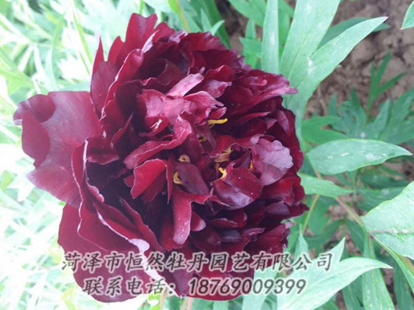 點擊查看詳細(xì)信息<br>標(biāo)題：黑色牡丹 閱讀次數(shù)：1235
