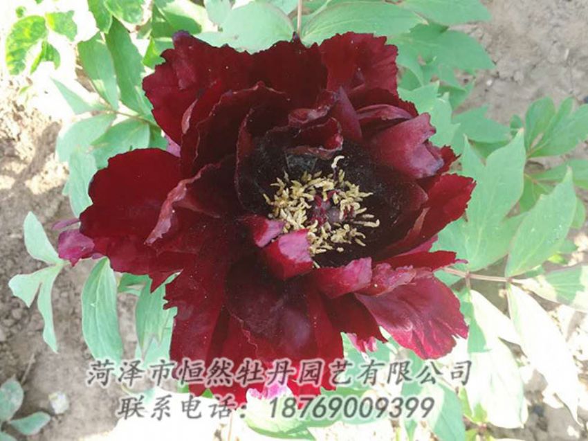 點(diǎn)擊查看詳細(xì)信息<br>標(biāo)題：黑色牡丹 閱讀次數(shù)：1912