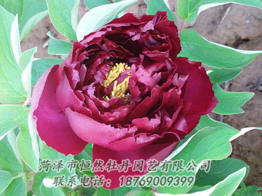 點(diǎn)擊查看詳細(xì)信息<br>標(biāo)題：黑色牡丹 閱讀次數(shù)：1204